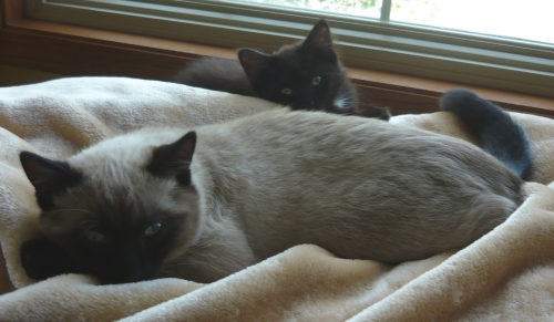Opie (foreground) Dolly (background)